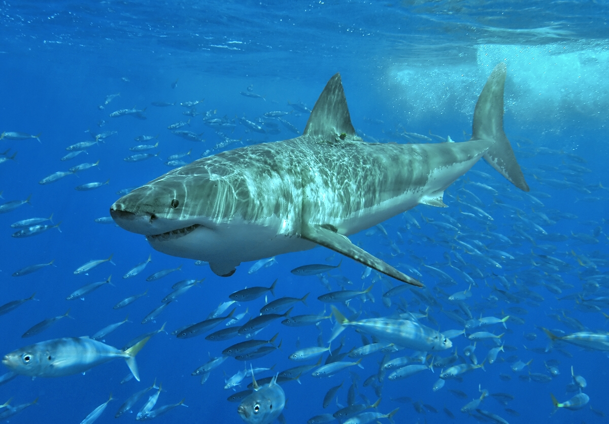 Great White Shark Cage Diving Cape Town