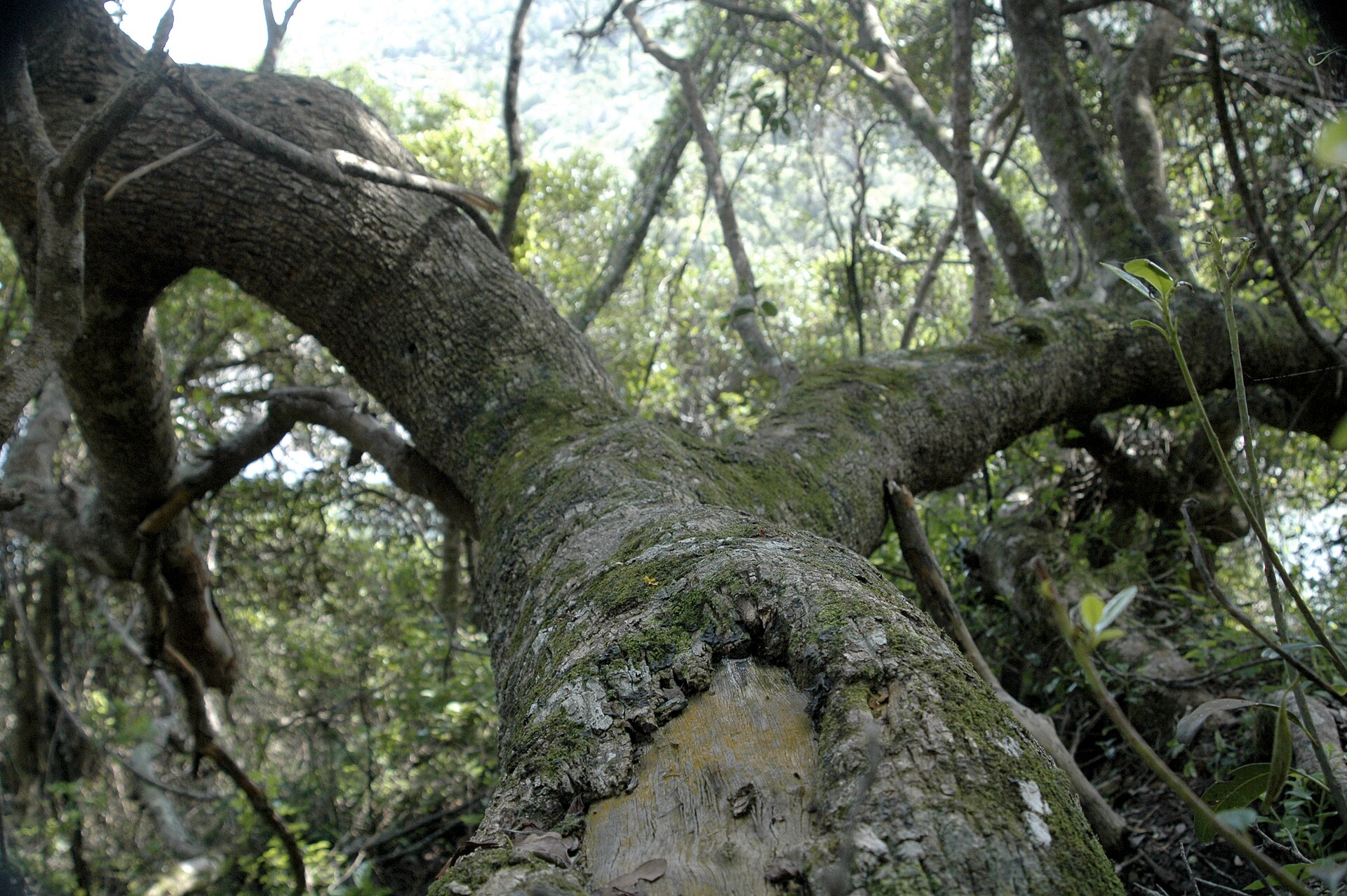Ancient Tsitsikamma forest