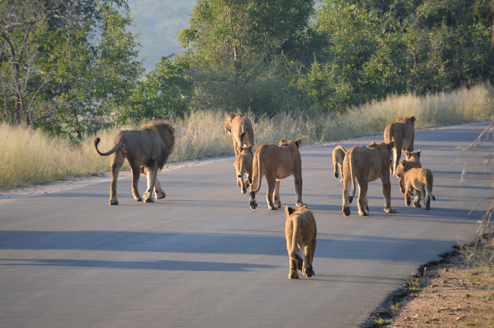 Big Five country in the Kruger National Park