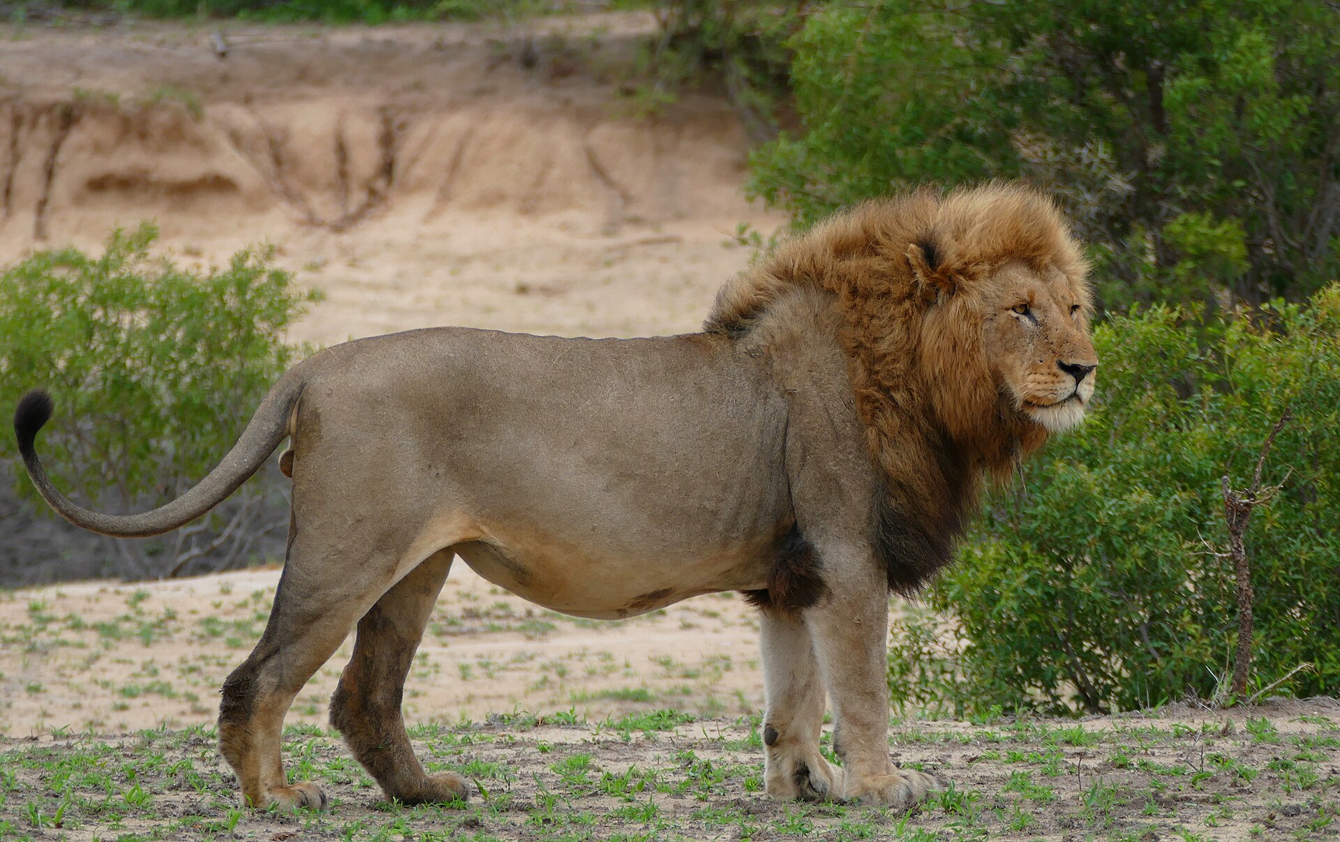 Lions on a Kruger game drive