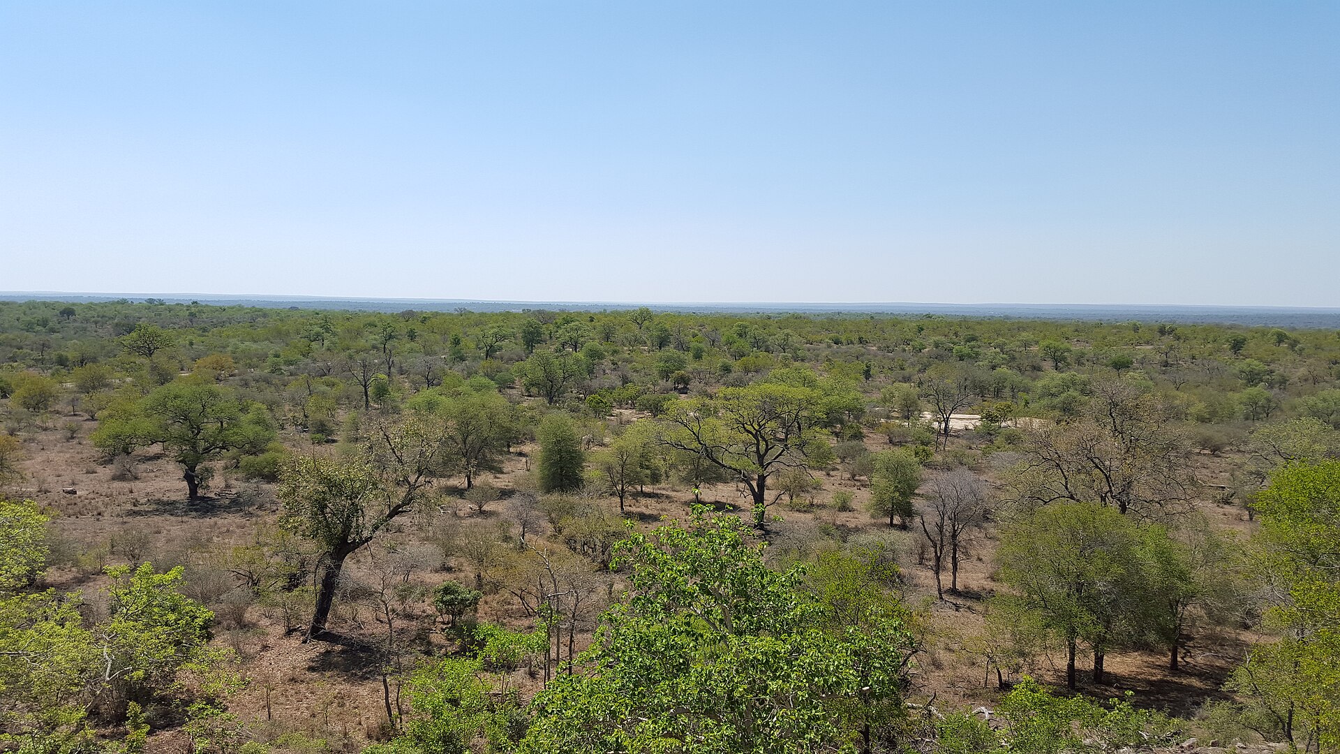 The bushveld of the Kruger National Park