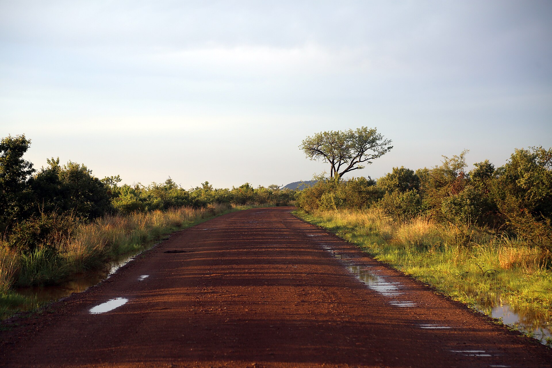 Wildlife at Madikwe Game Reserve