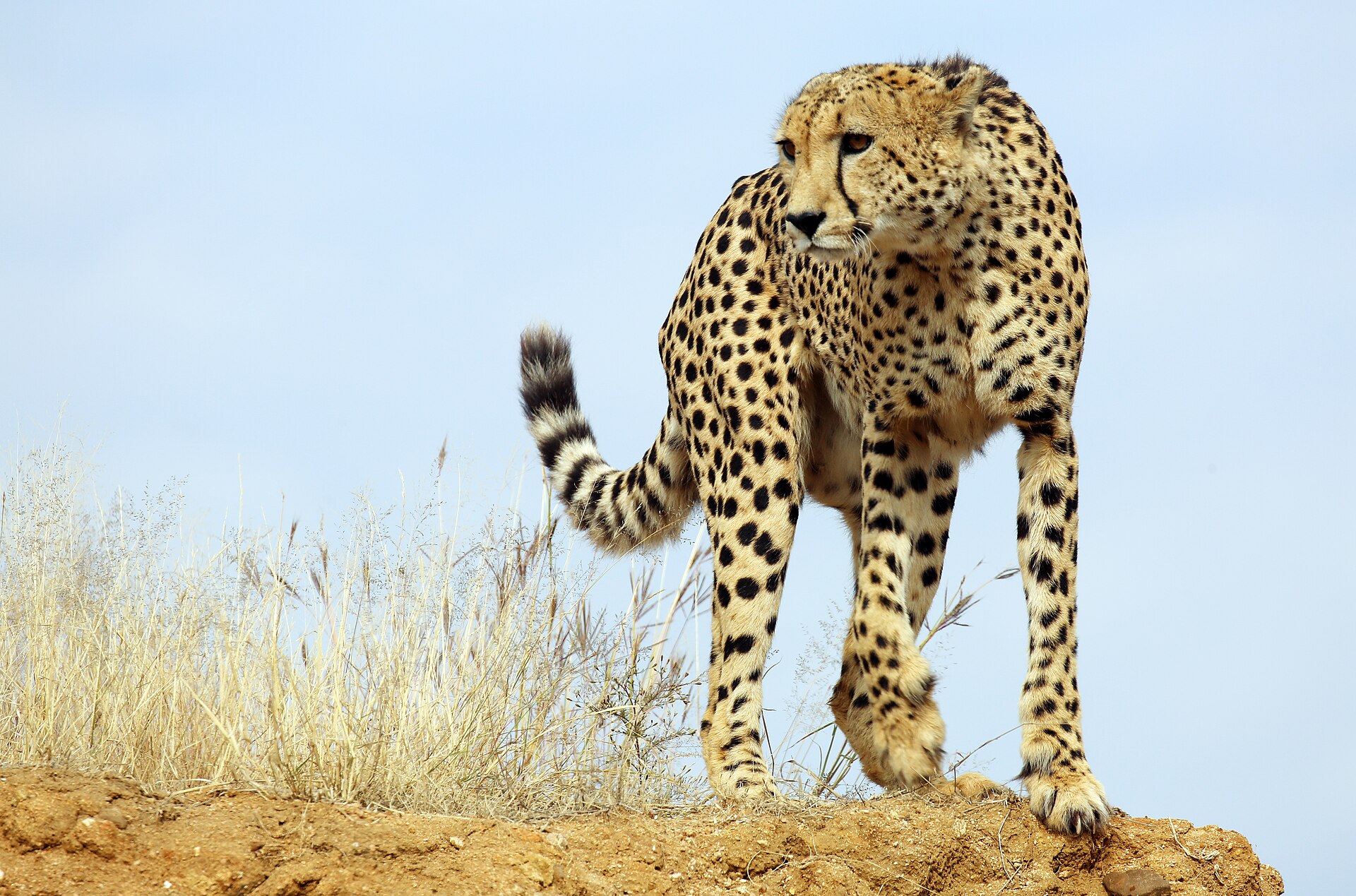 A game drive through Madikwe