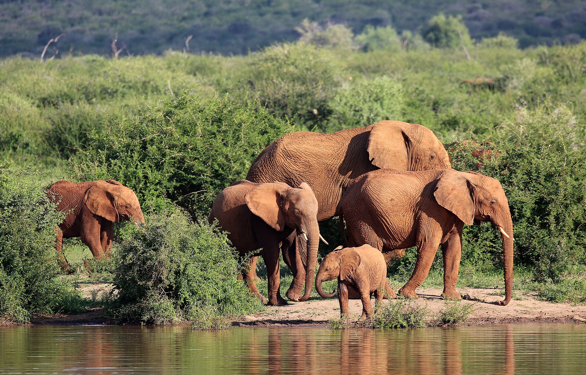 Big game in the Madikwe bushveld