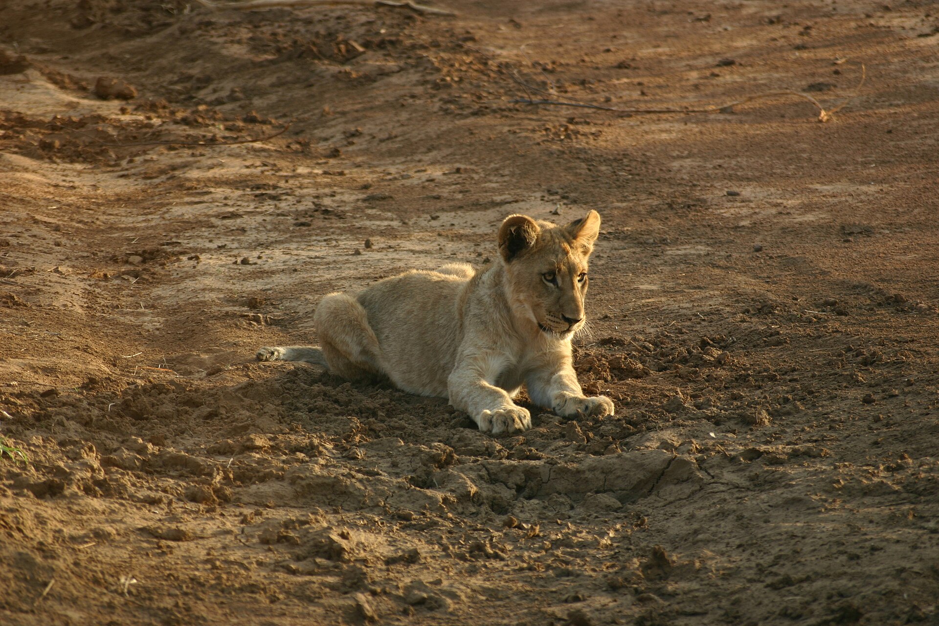 Wildlife at Madikwe Game Reserve