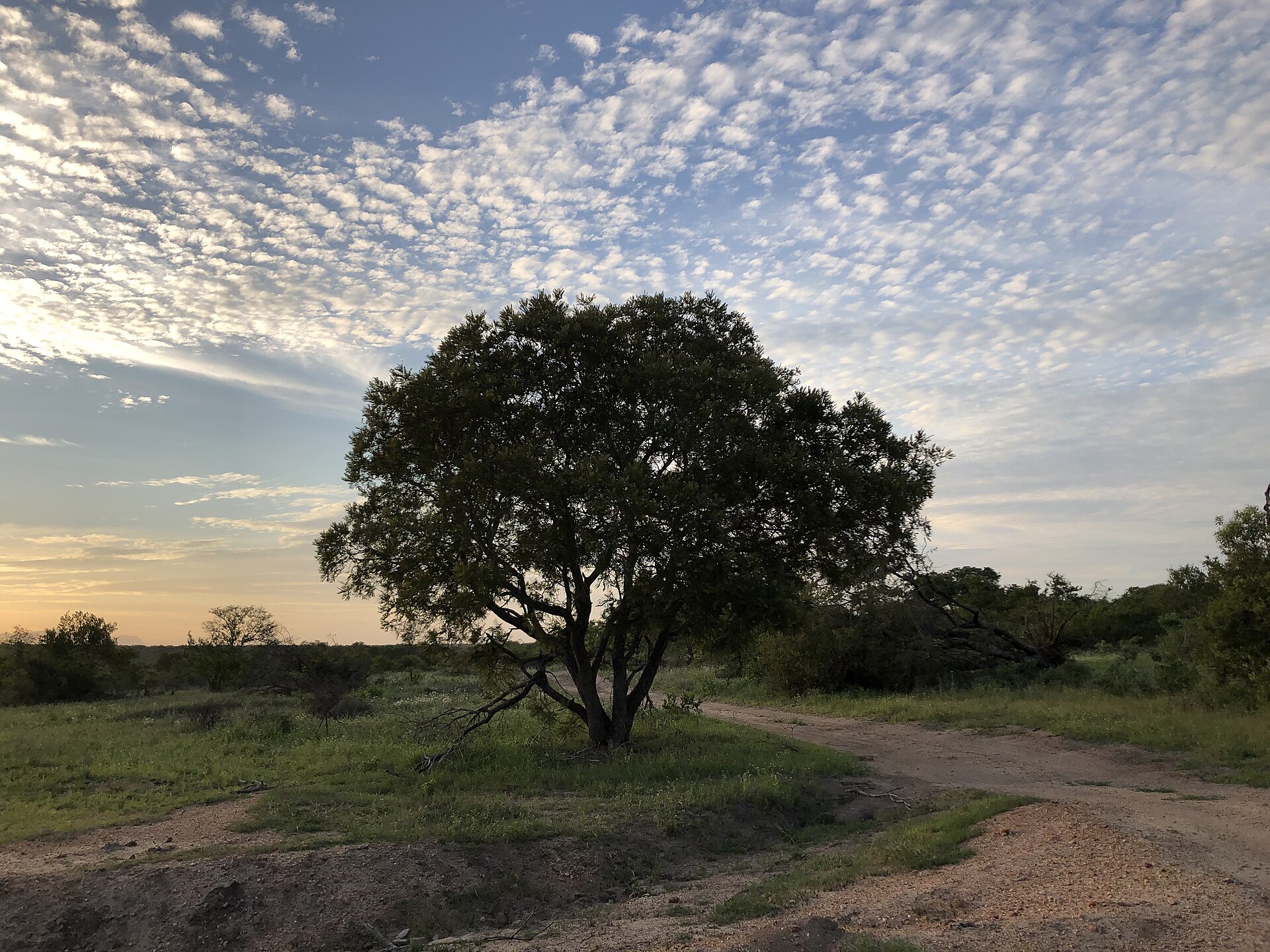 Game drives across Phinda's wild landscapes