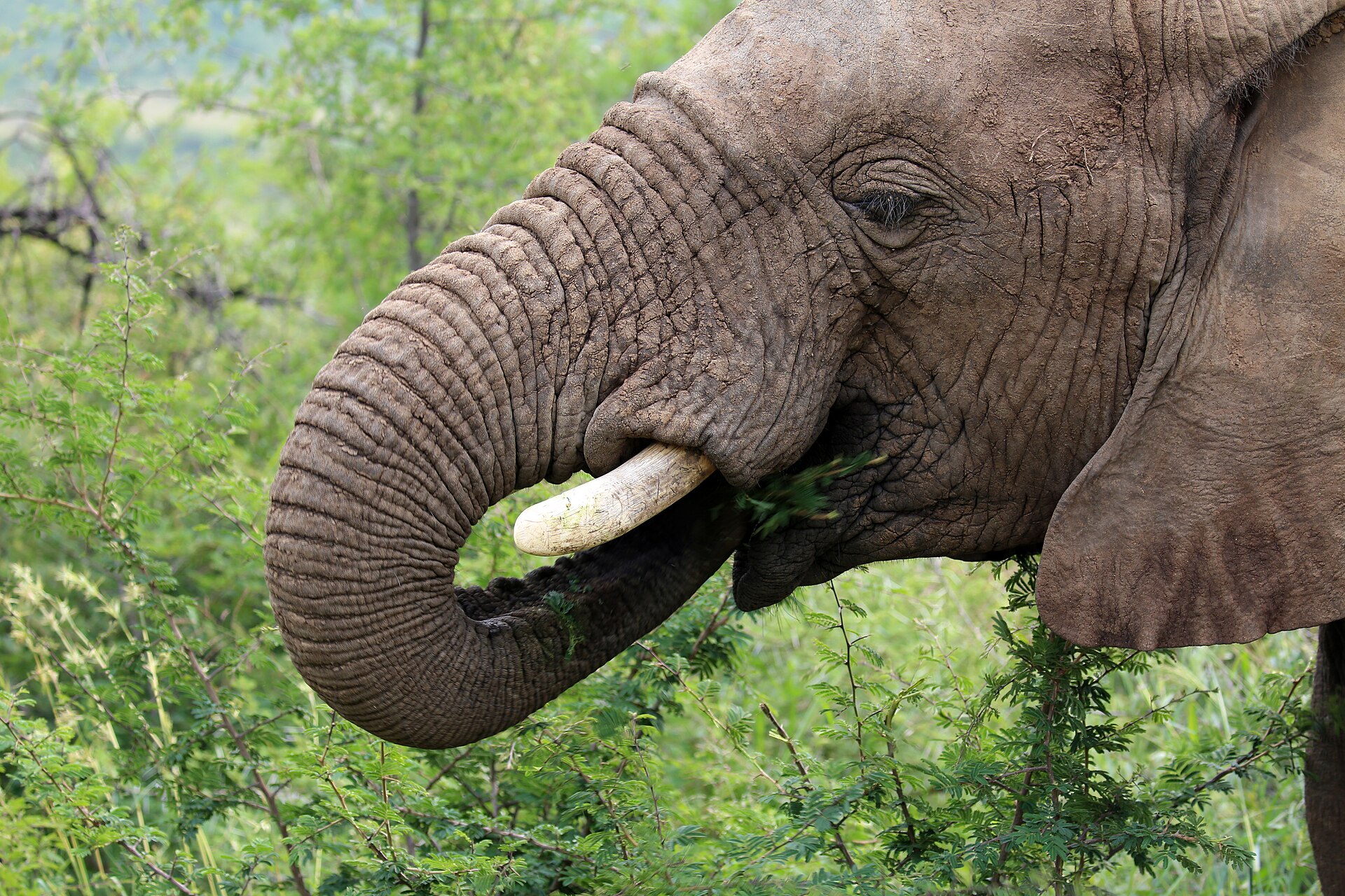 Game viewing in Pilanesberg National Park