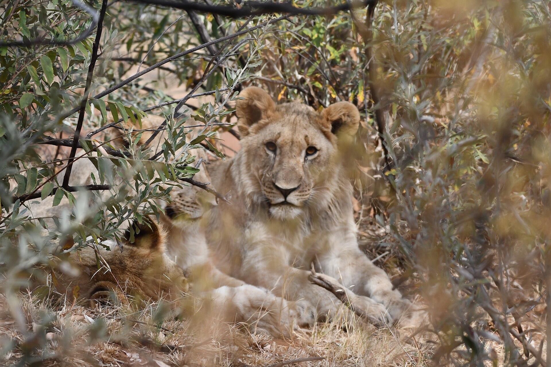 Elephants and lions of Pilanesberg