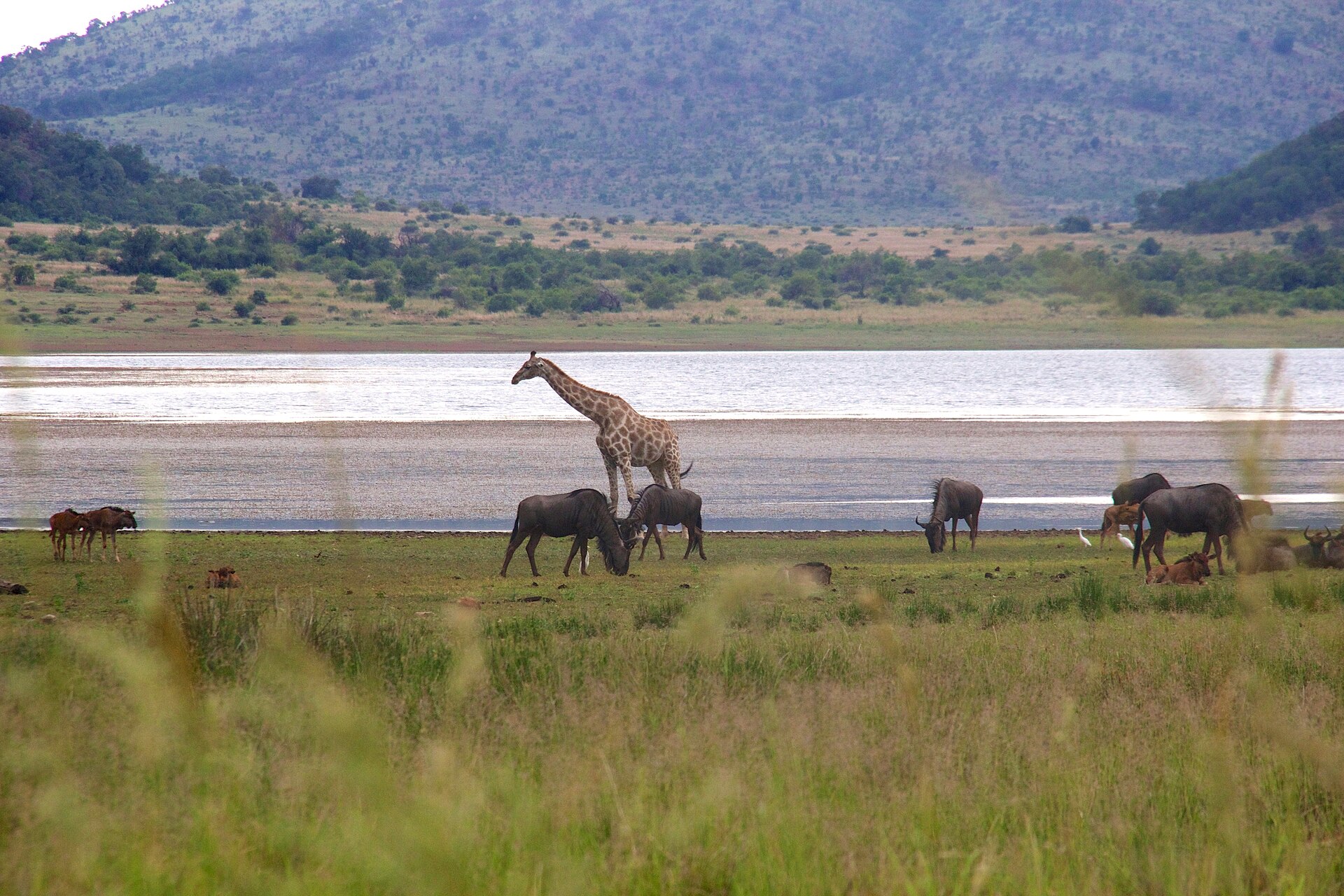 Pilanesberg's malaria-free bushveld