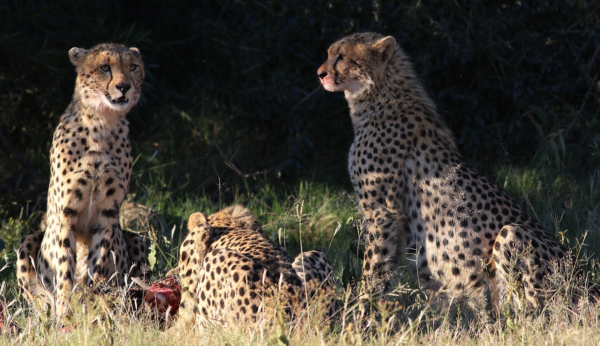 Game viewing in Pilanesberg National Park