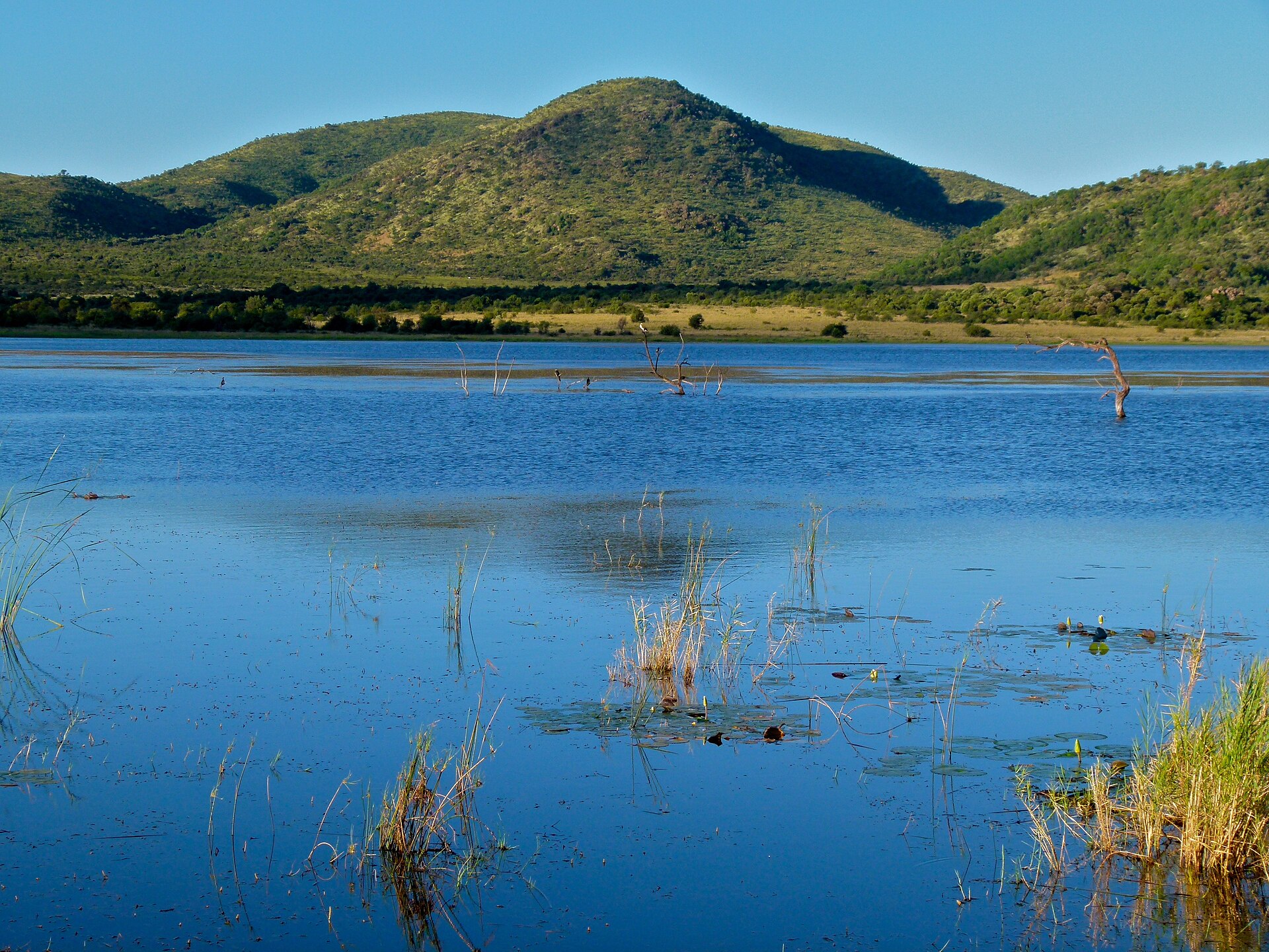 Elephants and lions of Pilanesberg