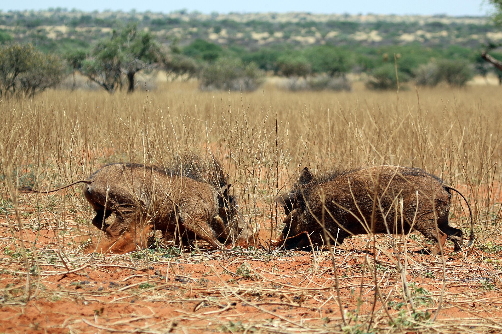 The red Kalahari of the Tswalu Reserve