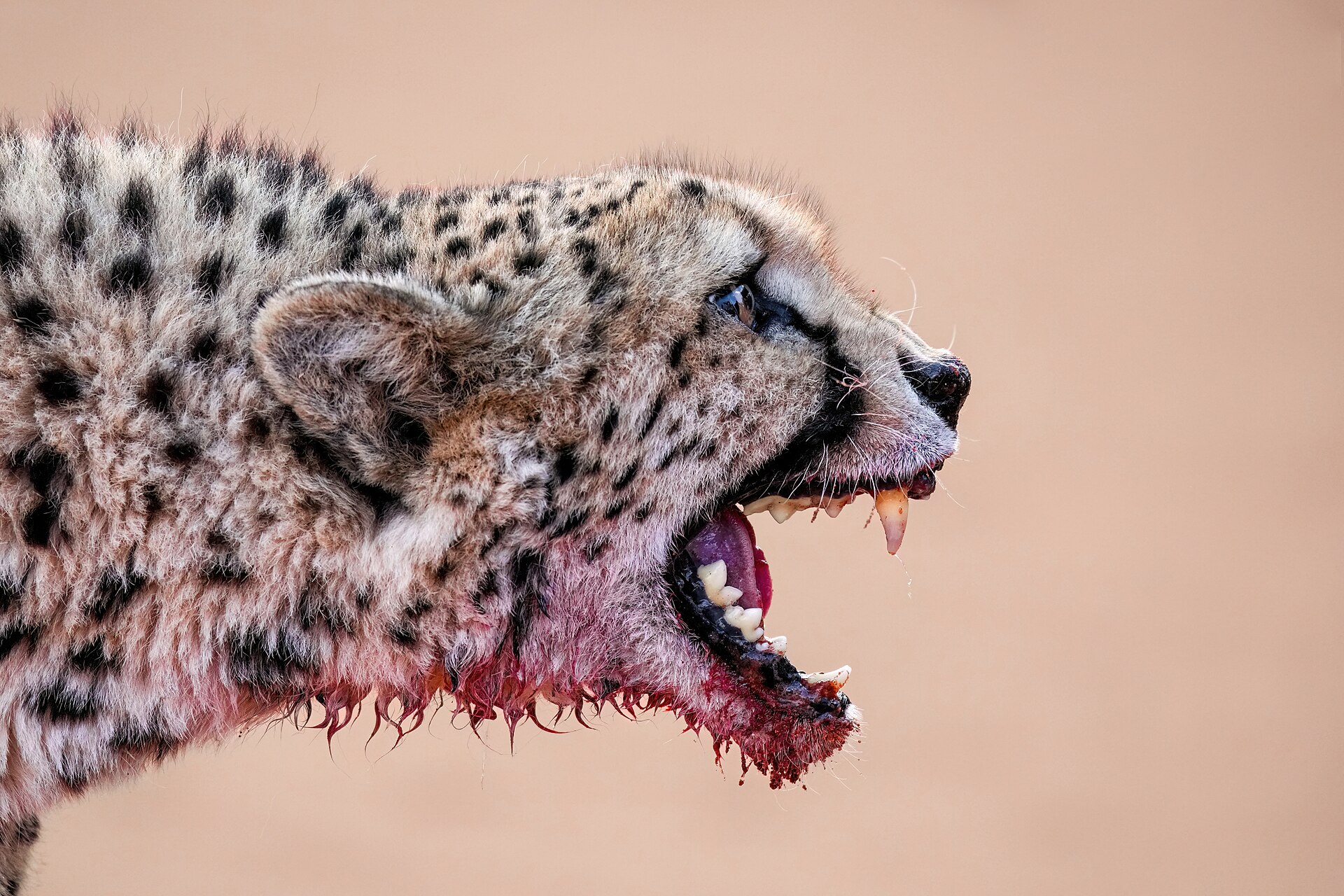 Wildlife of the Tswalu Kalahari