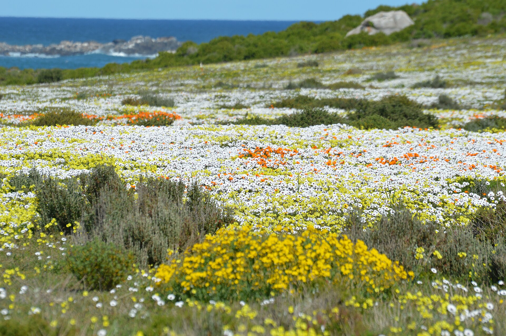 Wildflowers of the West Coast National Park