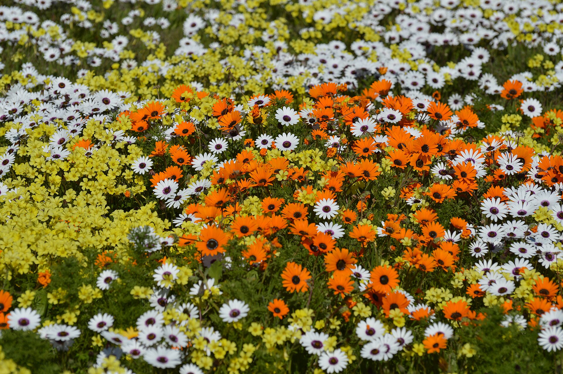 The Langebaan lagoon and its wildflowers