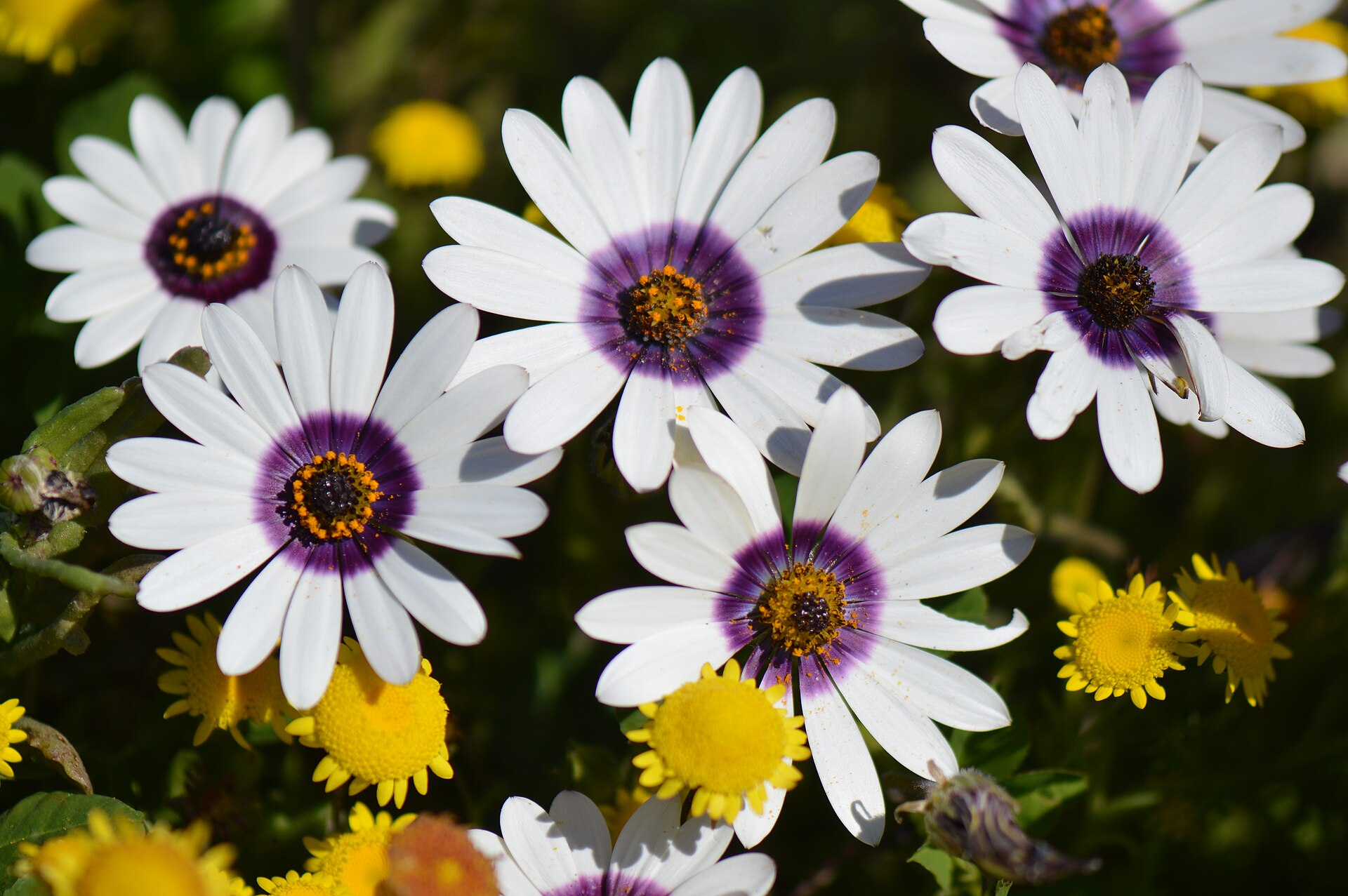 West Coast National Park in spring bloom
