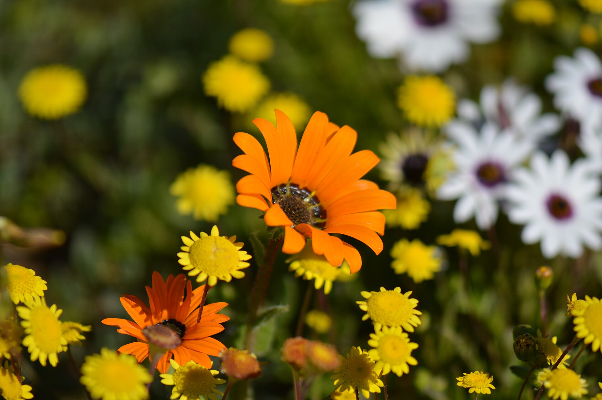 Wildflowers of the West Coast National Park