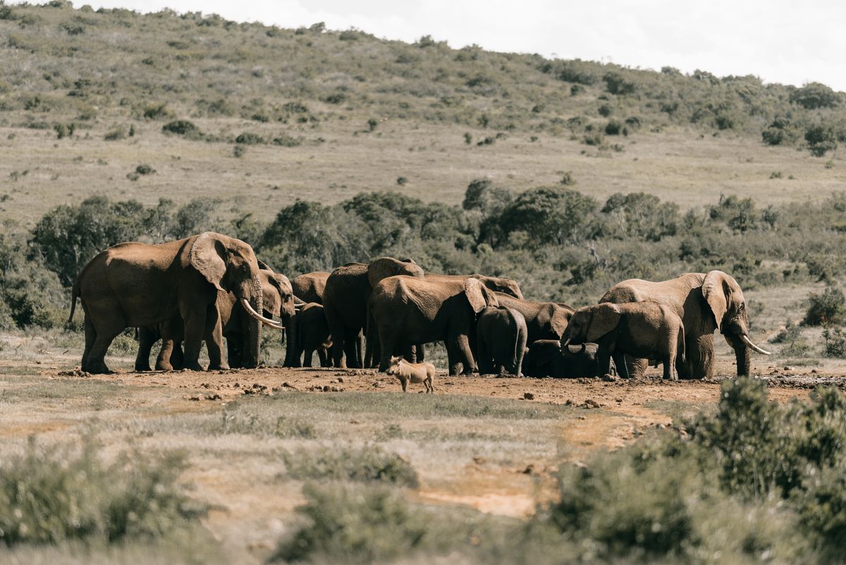 Southern Tour — South Africa