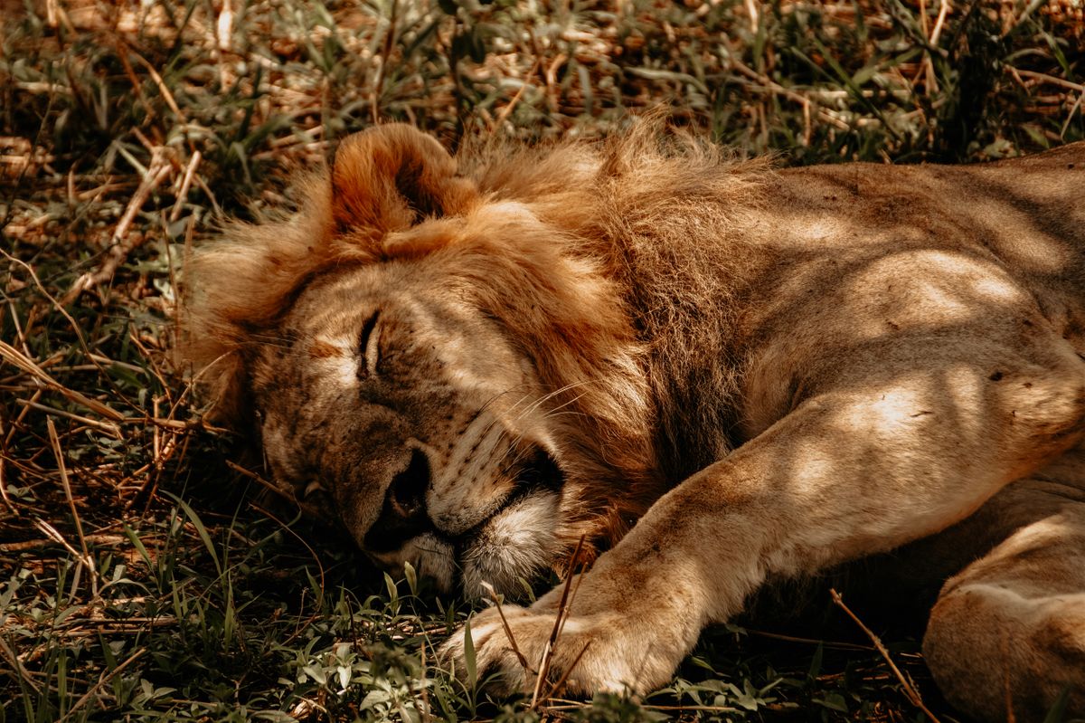 Big Five Safari