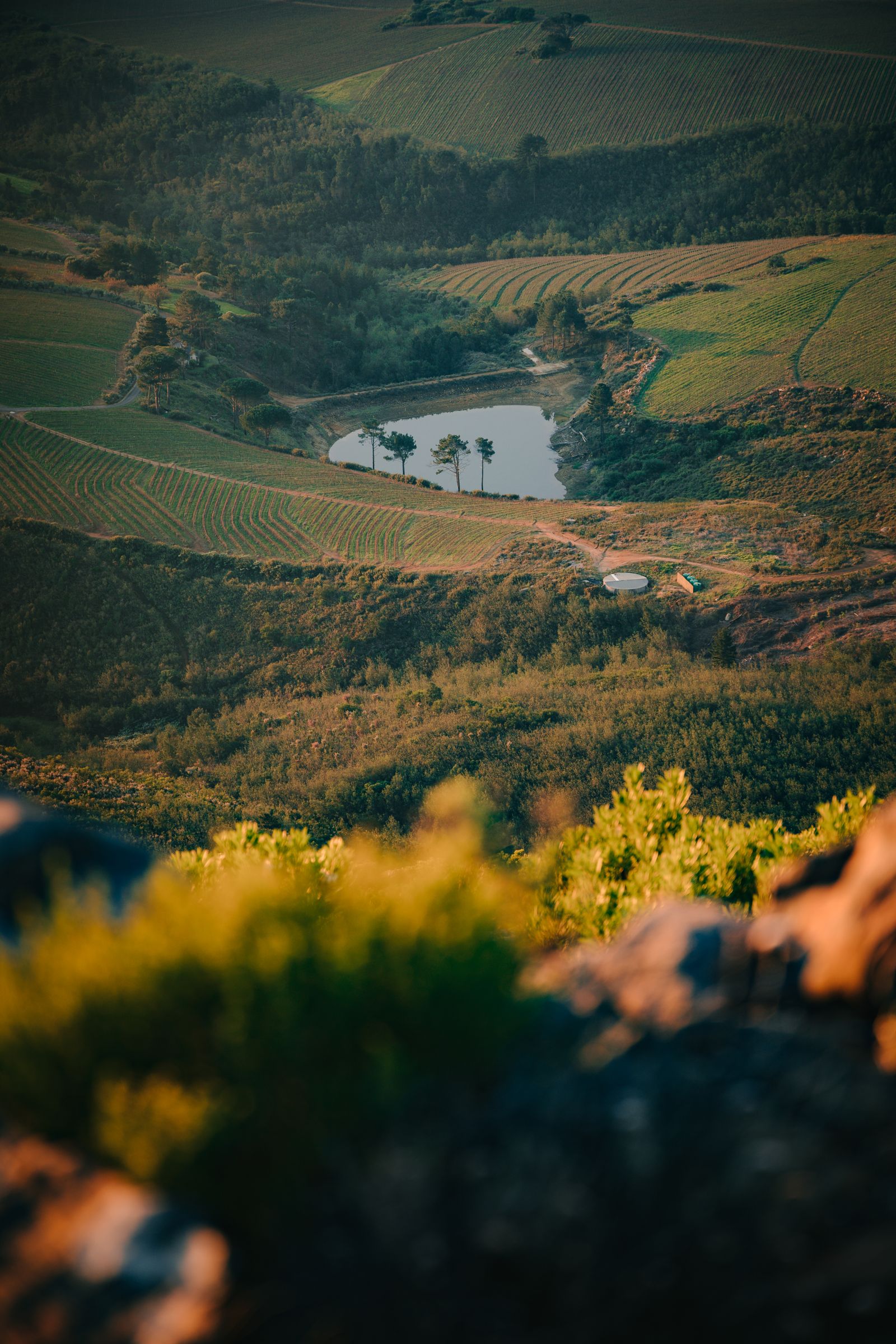 Aerial view of vineyards and mountains in the Western Cape