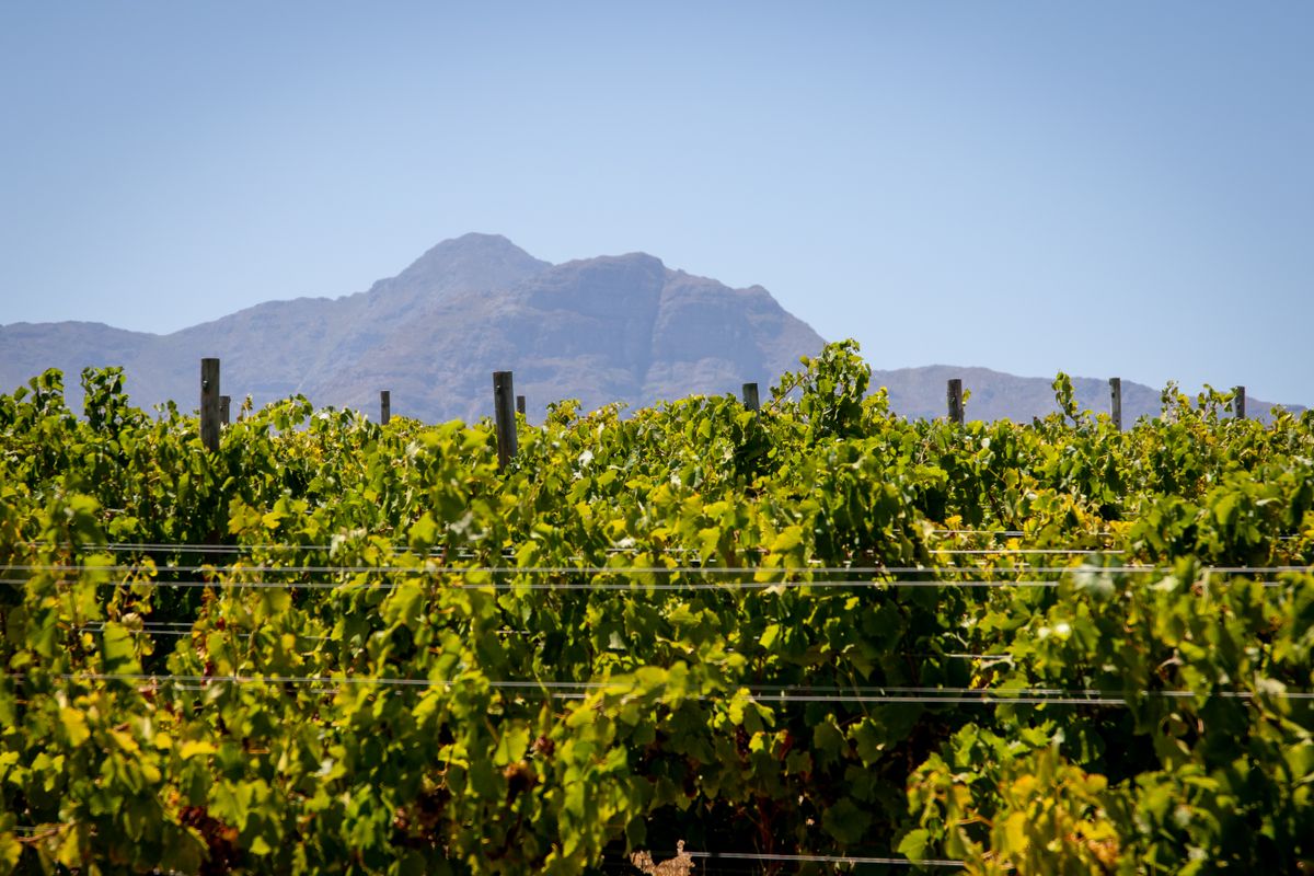 Cape Winelands landscape