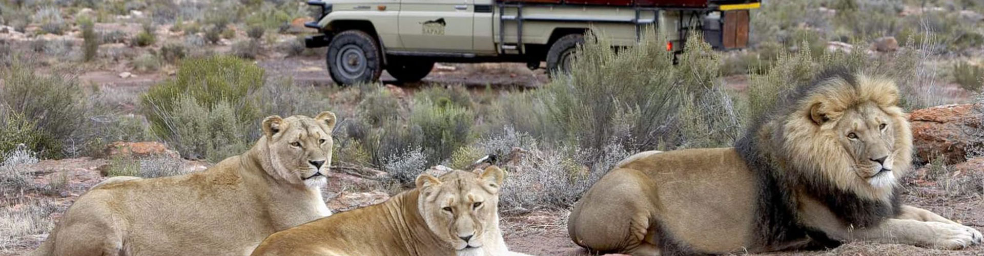 Wildlife at Aquila Private Game Reserve