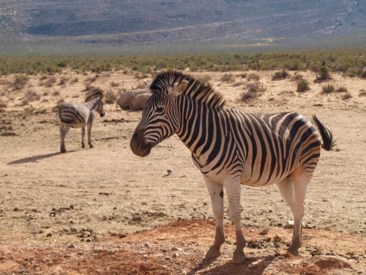 A Big Five game drive at Aquila