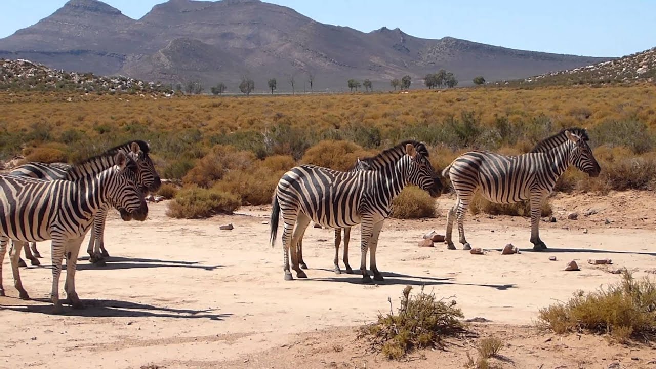 Aquila Private Game Reserve