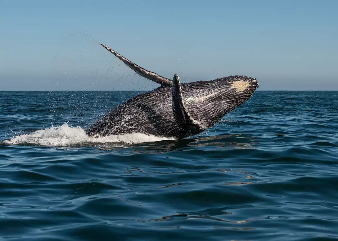 Whale watching along the Hermanus coast
