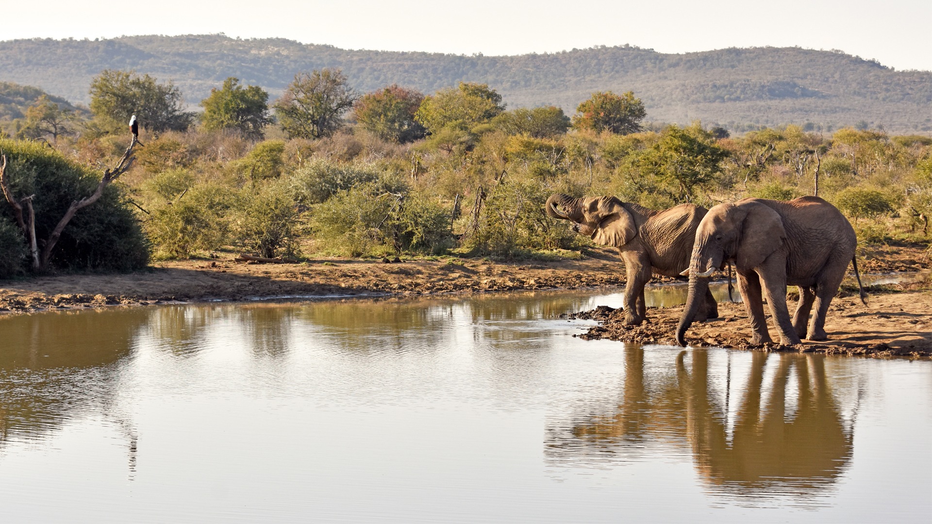 Madikwe Game Reserve