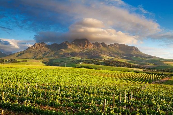 Vineyards of the Cape Winelands