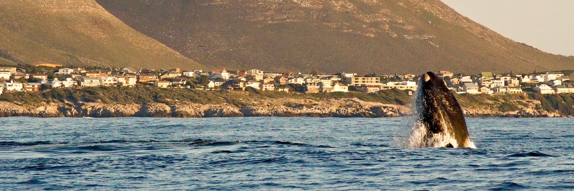 The clifftops of Hermanus, the whale-watching capital