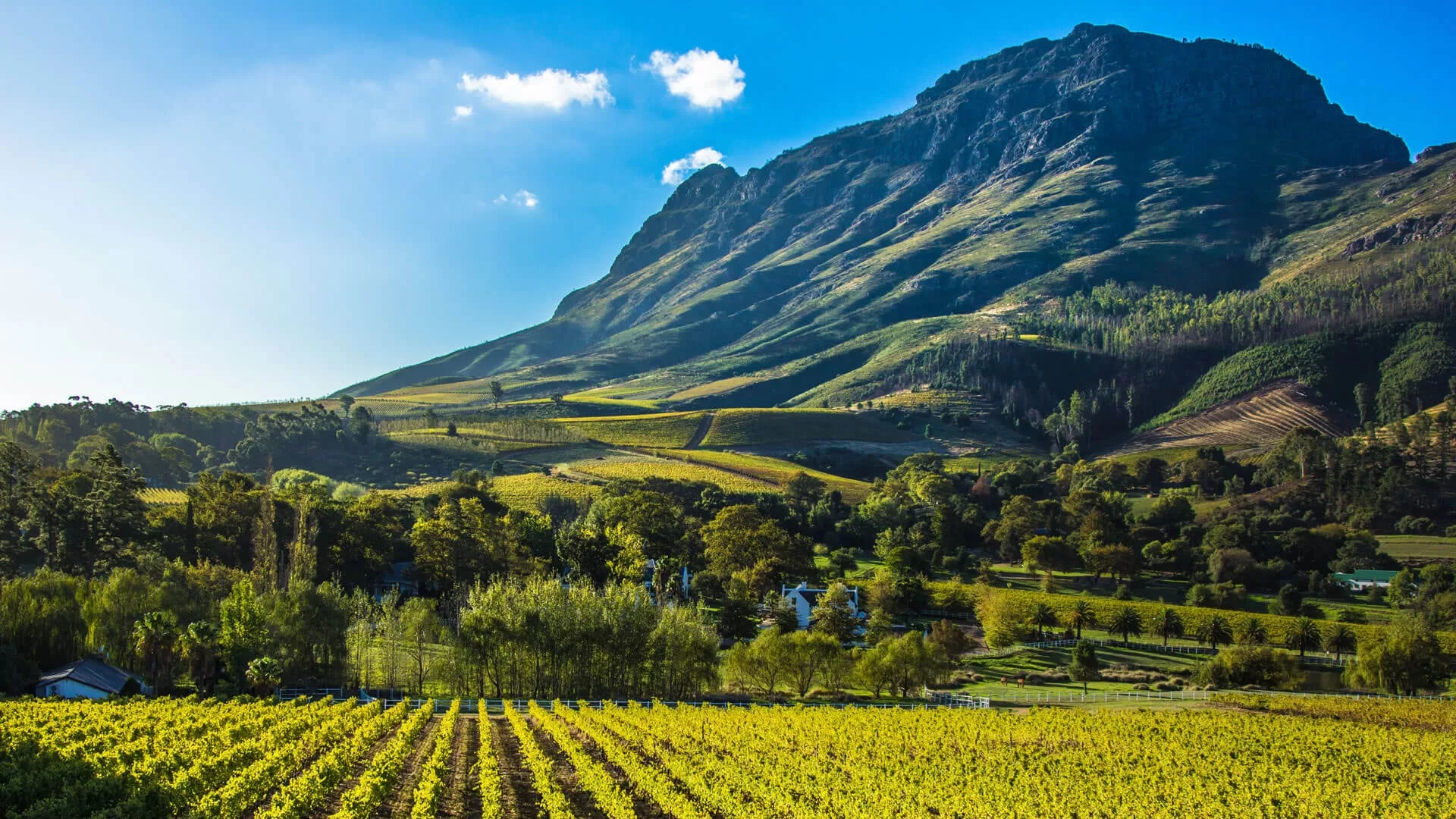 Wine estates around Stellenbosch and Franschhoek