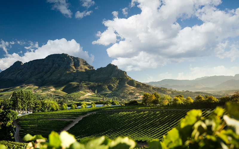 Rolling vineyards beneath the Cape mountains