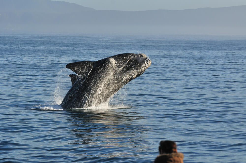 Southern right whales off Hermanus