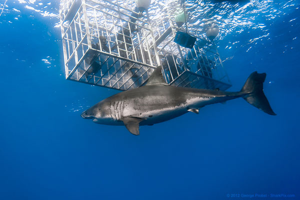 Great white shark cage diving at Gansbaai