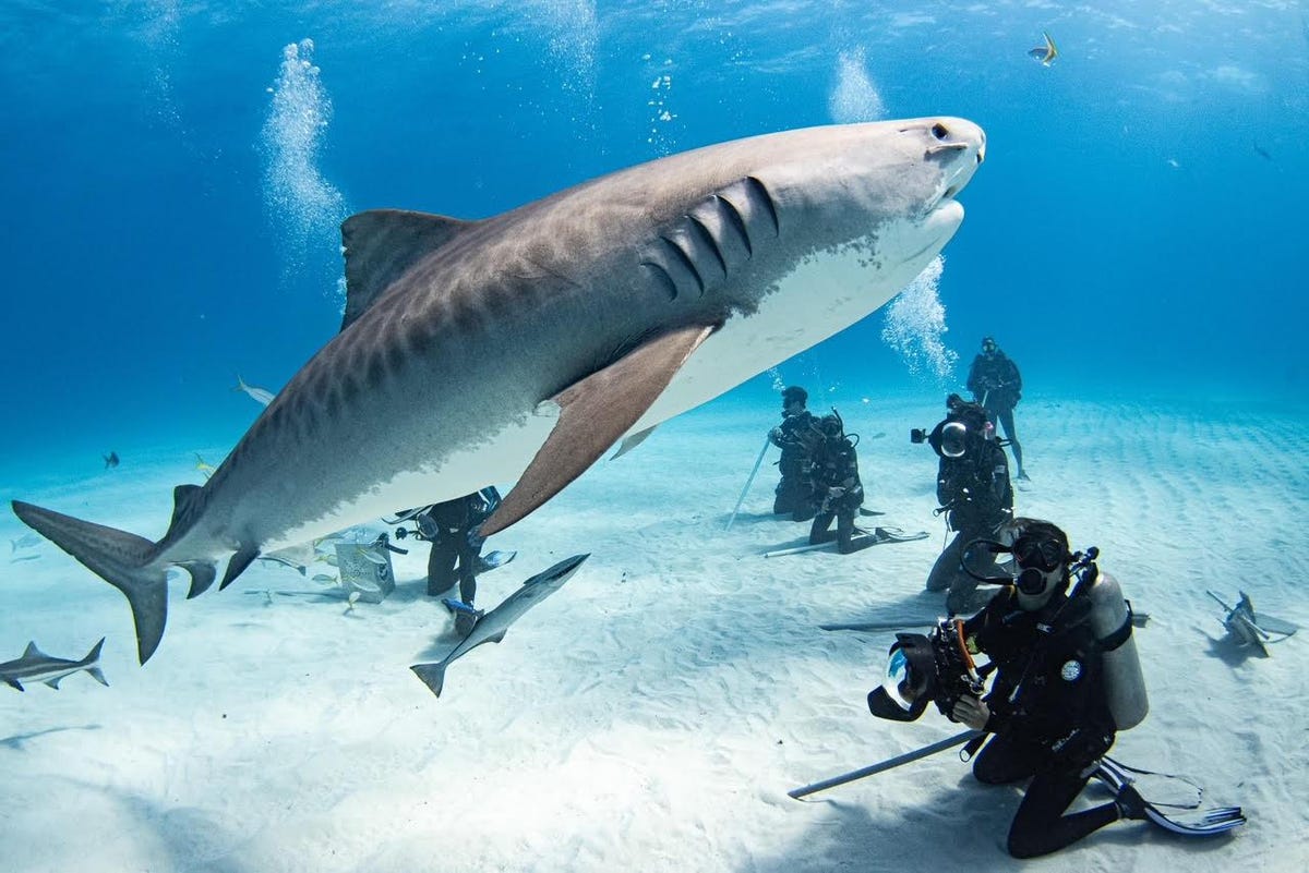 Face to face with a great white shark