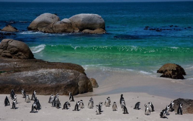 Chapman's Peak and the Cape Peninsula