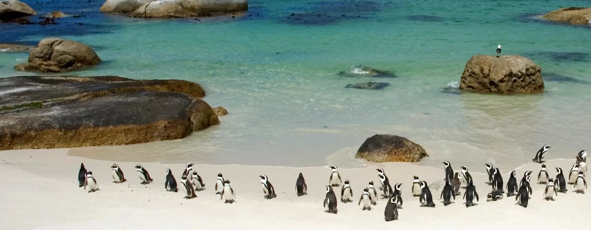 Chapman's Peak and the Cape Peninsula