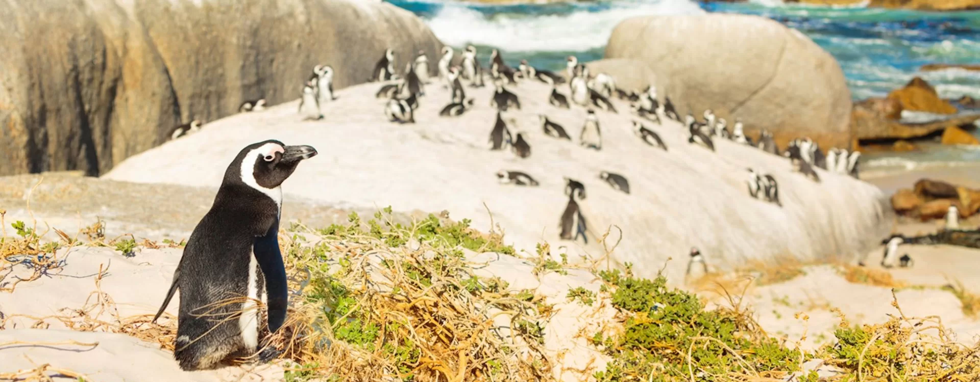 The penguin colony at Boulders Beach, Simon's Town