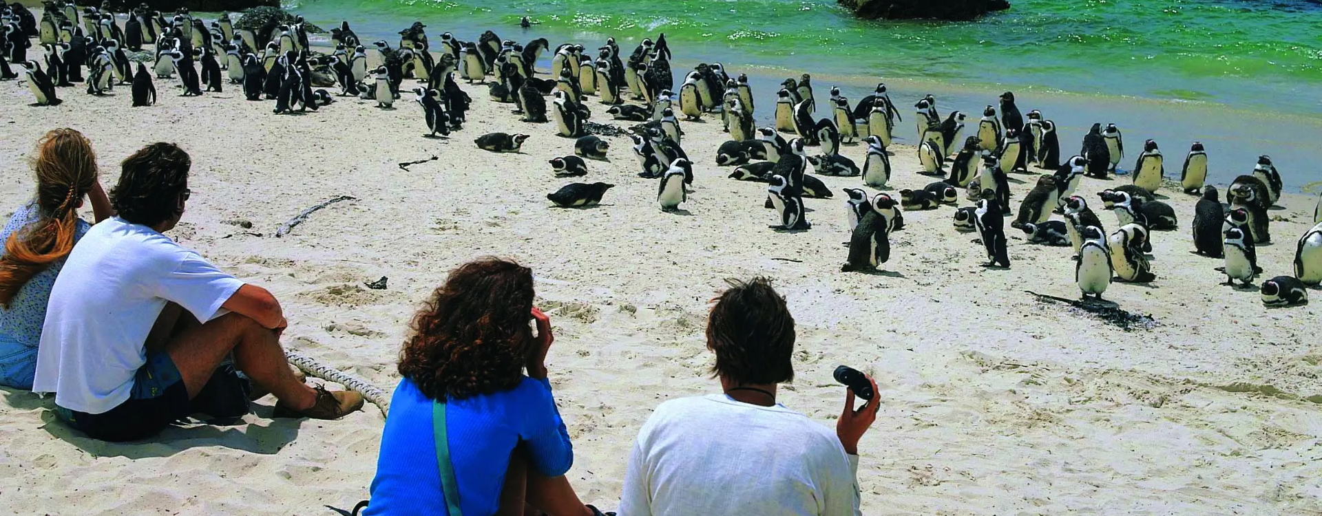 African penguins at Boulders Beach