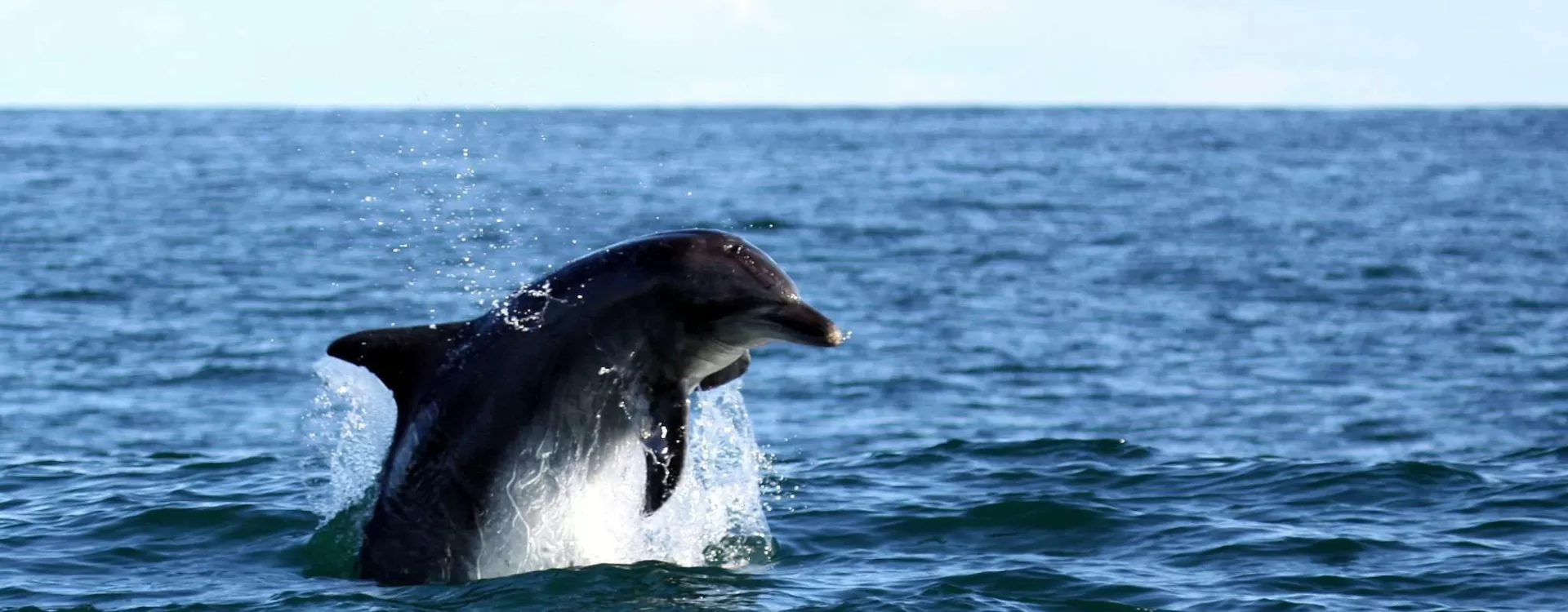 Whale watching along the Hermanus coast