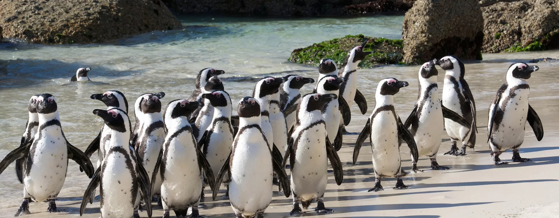 The penguin colony at Boulders Beach, Simon's Town
