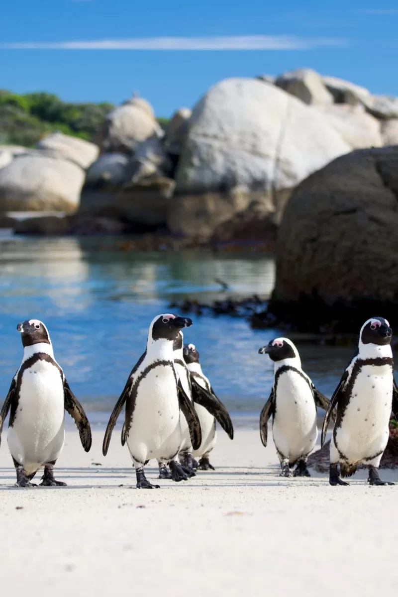 Boulders Beach on the Cape Peninsula