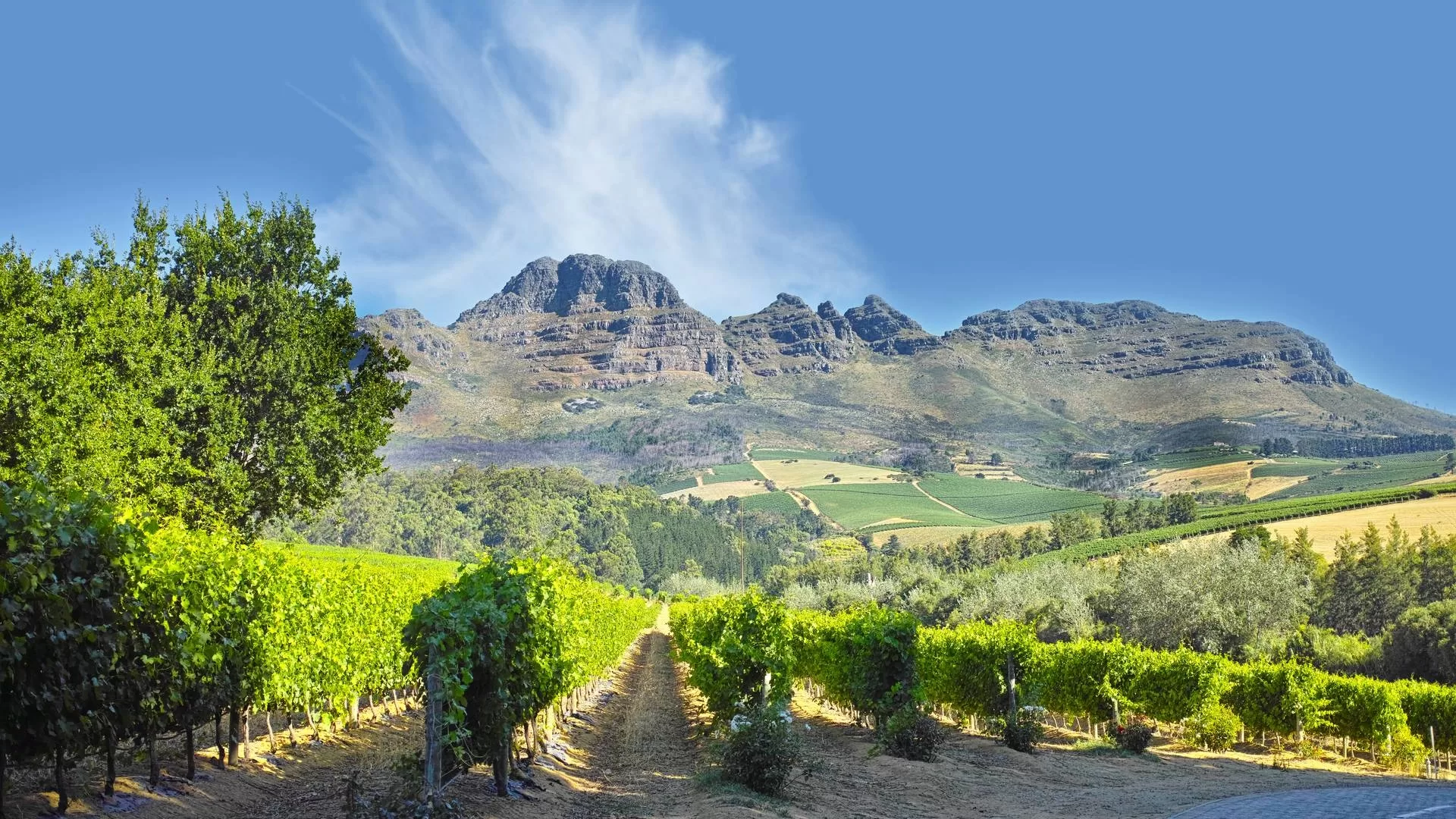 Stellenbosch Day Trip