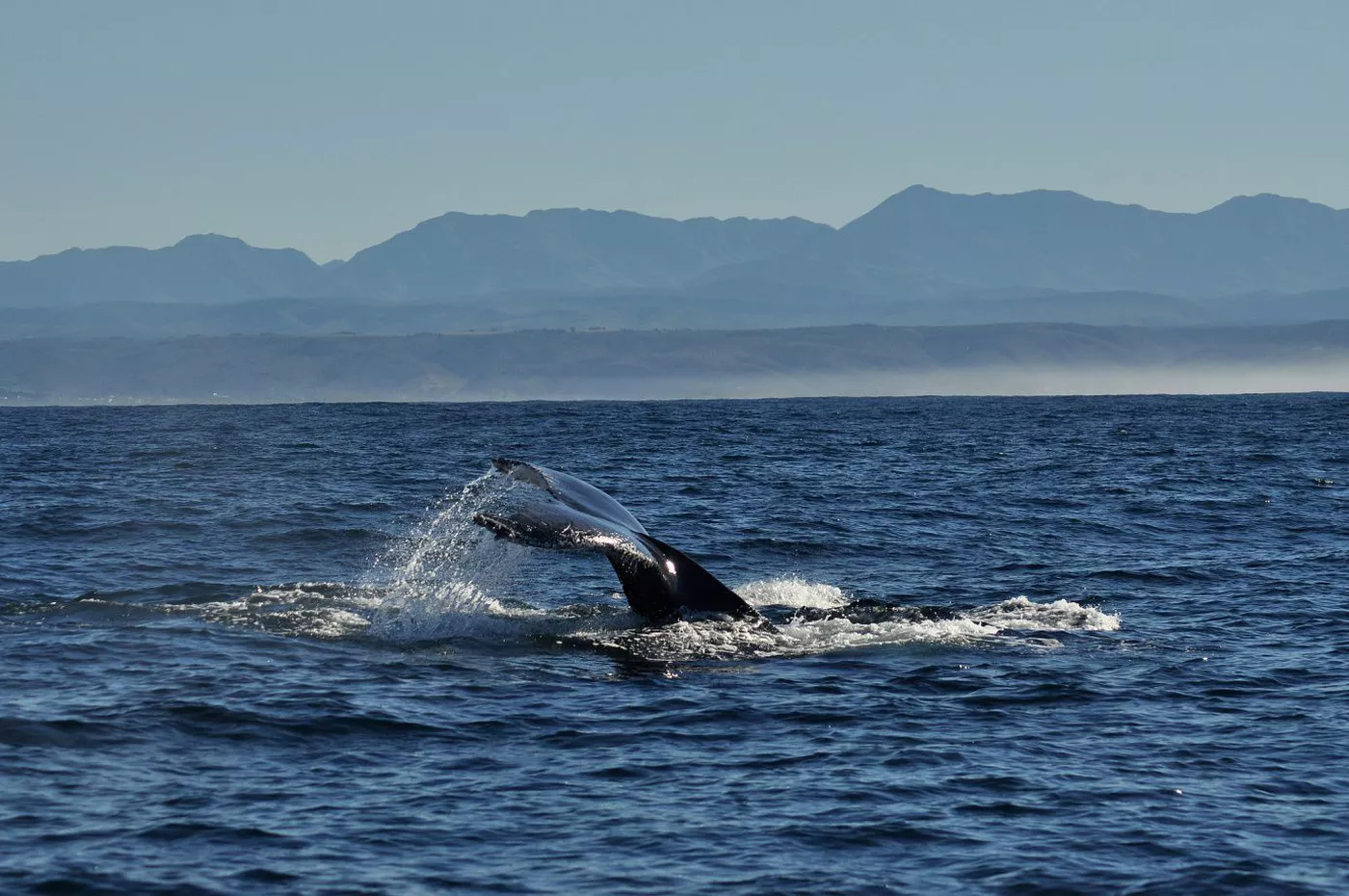 The clifftops of Hermanus, the whale-watching capital