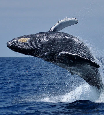 Southern right whales off Hermanus