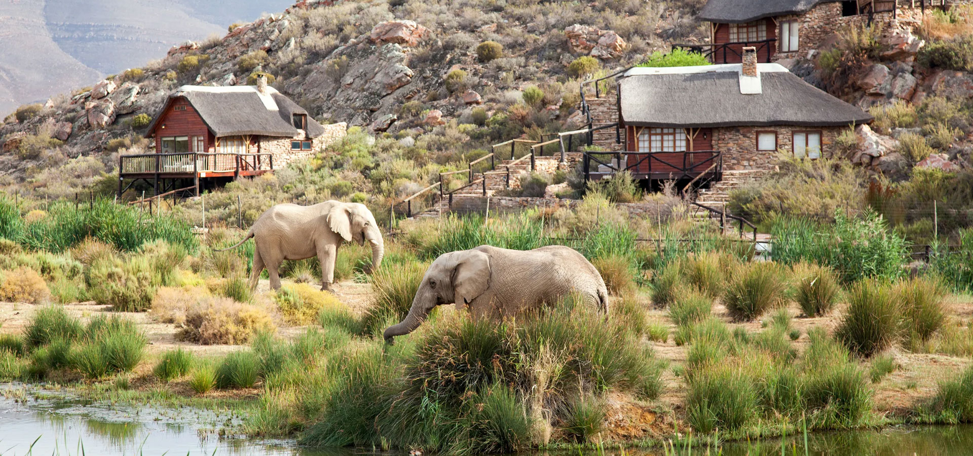 Wildlife at Aquila Private Game Reserve