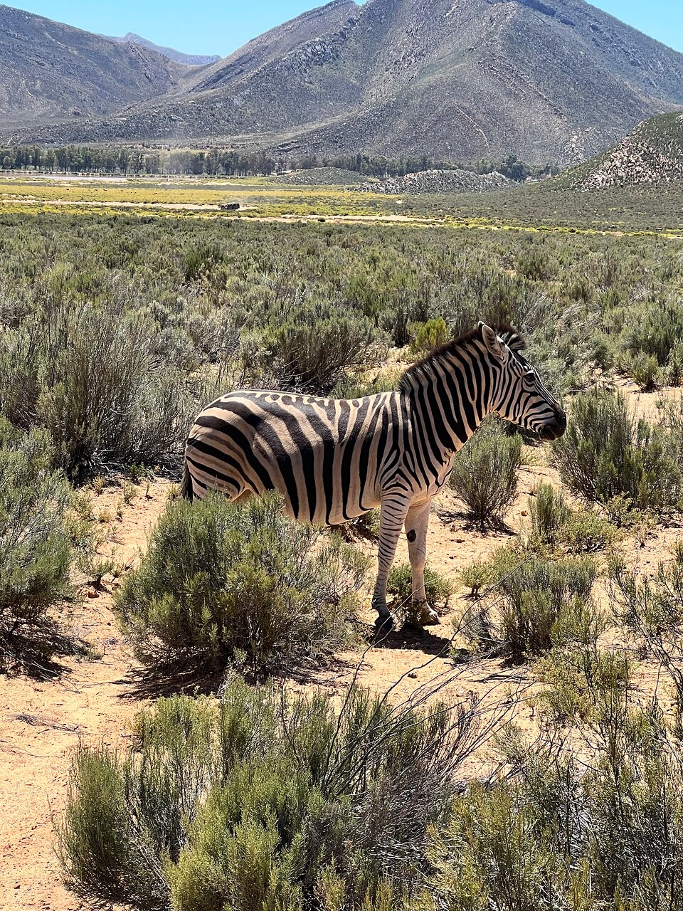 A Big Five game drive at Aquila