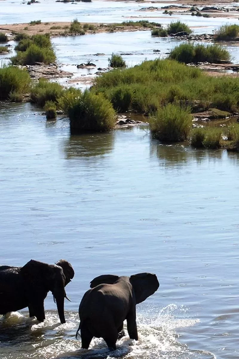Kruger National Park Safari